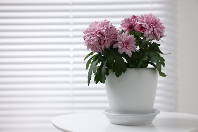 Beautiful chrysanthemum plant in flower pot on white table indoors. Space for text