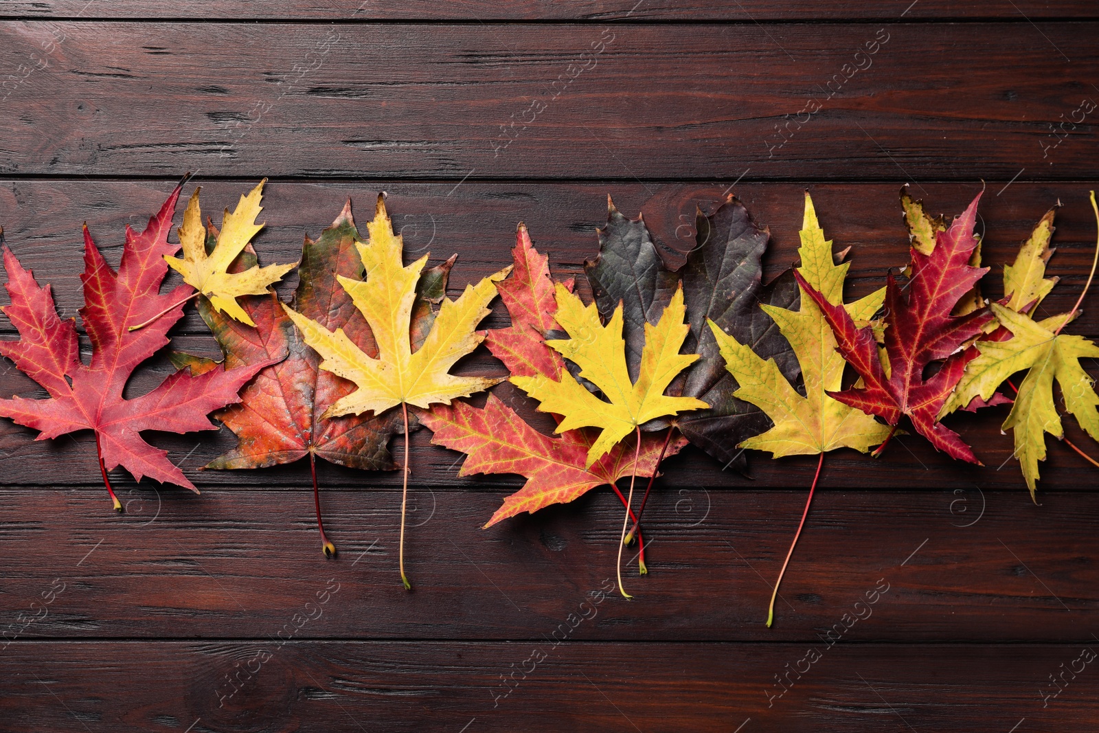 Photo of Dry autumn leaves of Japanese maple tree on brown wooden background, flat lay