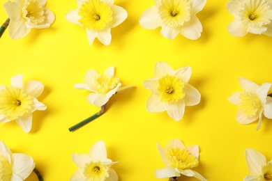 Flat lay composition with daffodils on color background. Fresh spring flowers