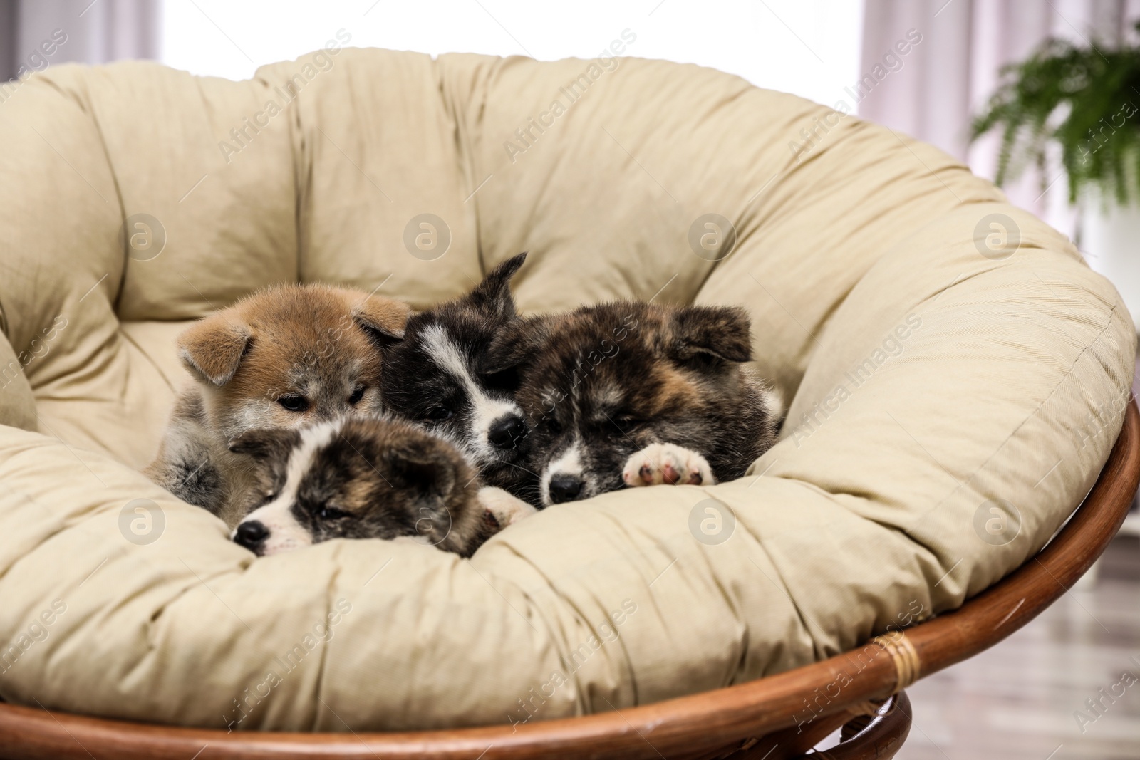 Photo of Akita inu puppies in papasan chair indoors. Cute dogs