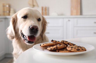 Photo of Cute funny dog near table with plate of cookies in kitchen