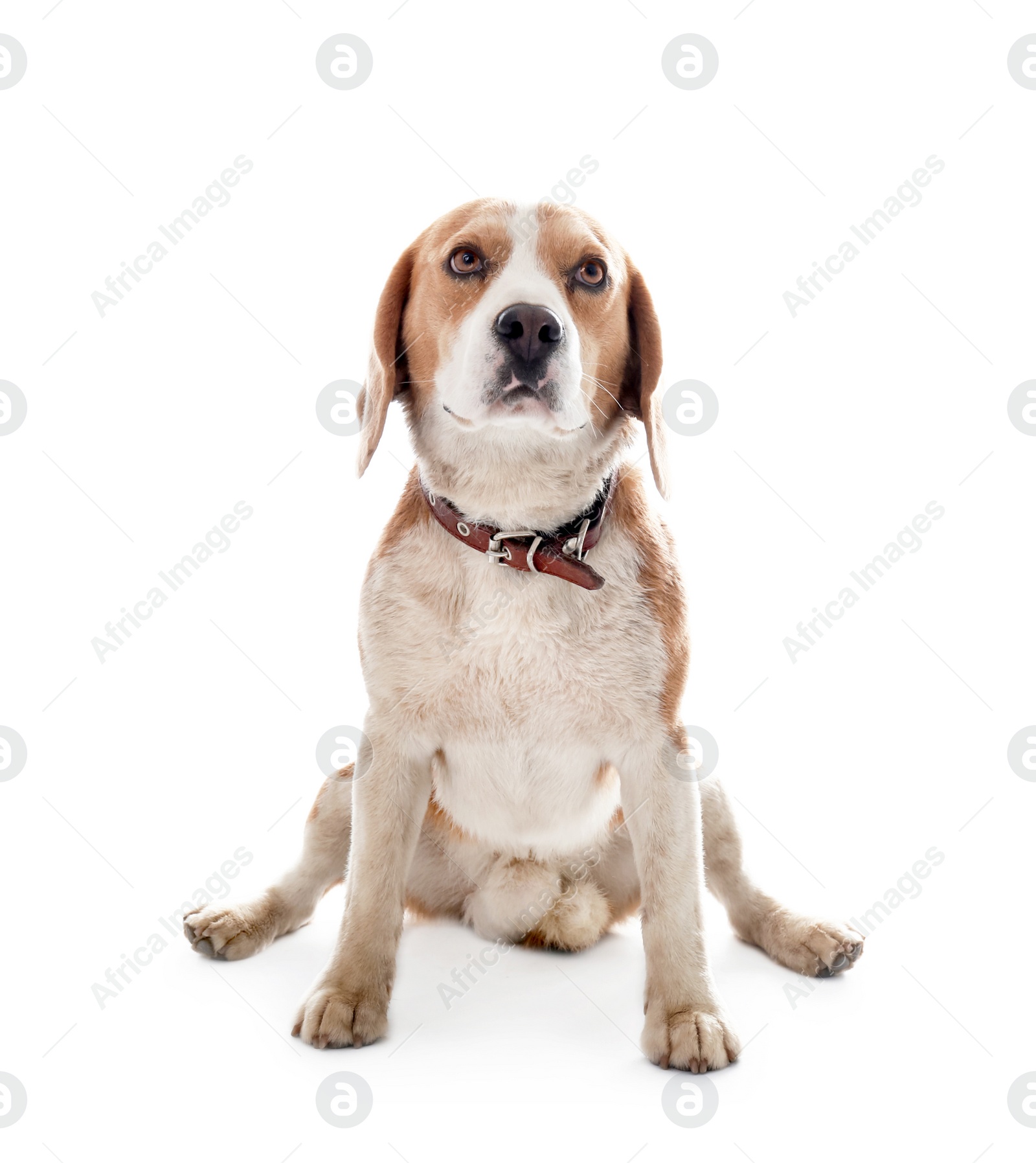 Photo of Cute Beagle dog on white background