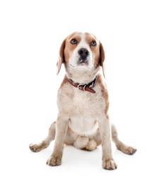 Photo of Cute Beagle dog on white background