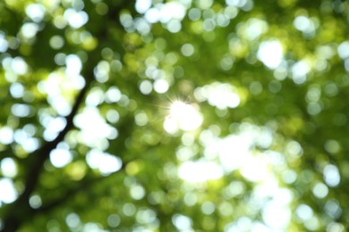 Blurred view of green trees outdoors. Bokeh effect