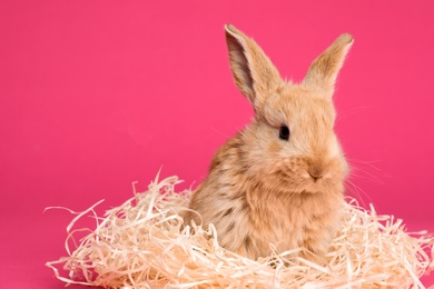 Adorable furry Easter bunny with decorative straw on color background, space for text