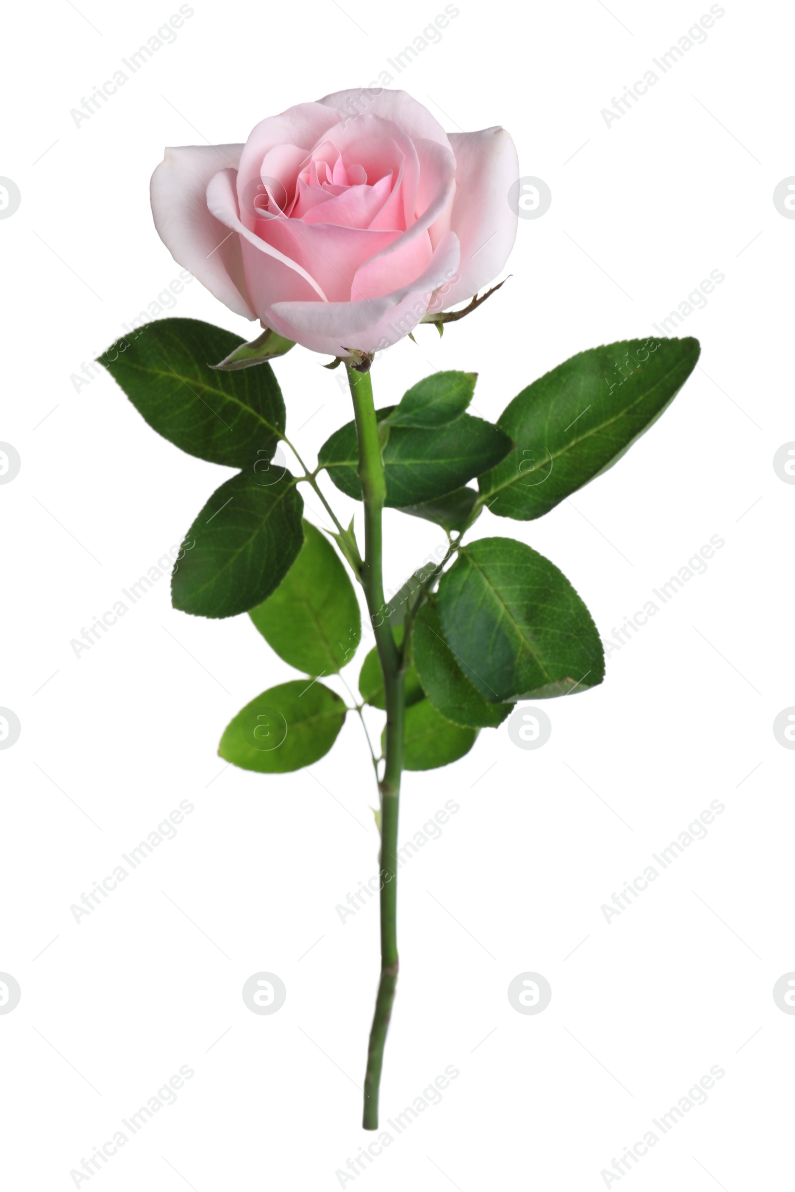 Photo of Blooming pink rose isolated on white. Beautiful flower