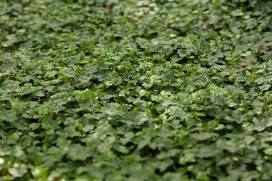 Beautiful plants with green leaves on summer day, closeup