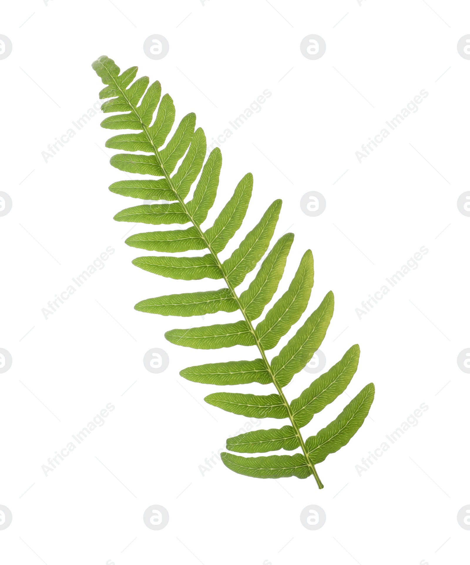 Photo of Beautiful tropical fern leaf isolated on white