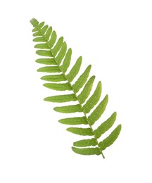 Photo of Beautiful tropical fern leaf isolated on white