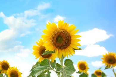 Photo of Beautiful sunflowers outdoors on sunny day, closeup view