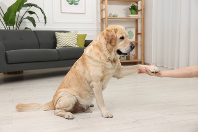 Photo of Cute Labrador Retriever dog giving paw to man at home