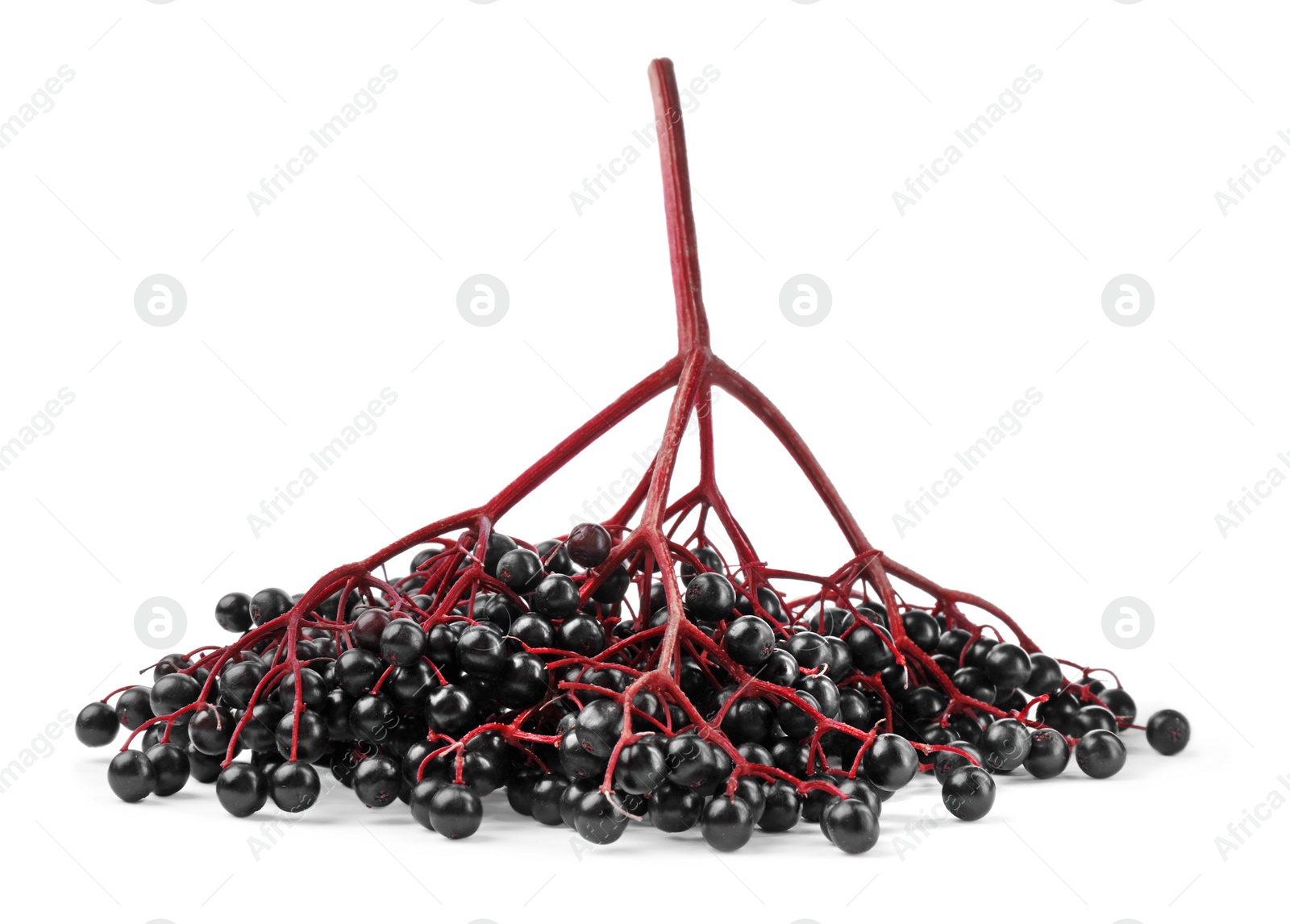 Photo of Bunch of ripe elderberries on white background