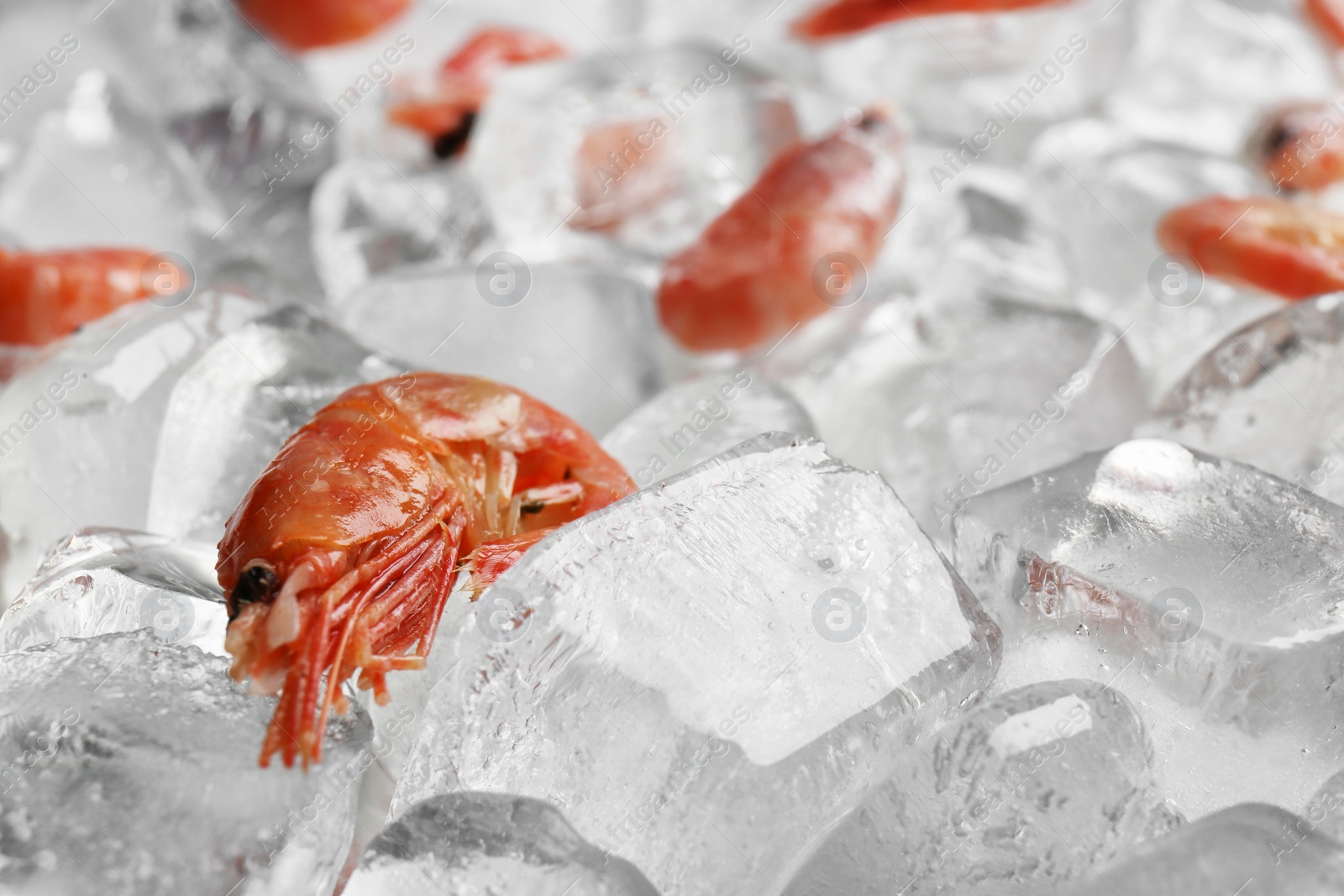 Photo of Fresh shrimps on pile of ice cubes