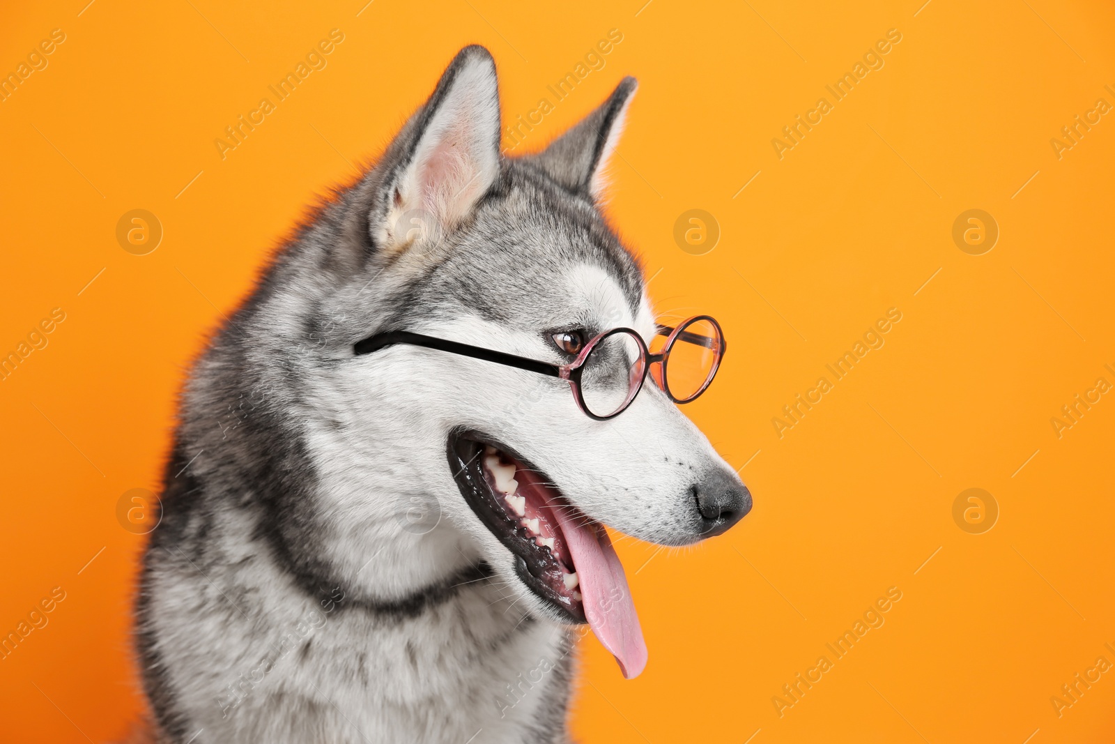 Photo of Cute Alaskan Malamute dog with eyeglasses on color background