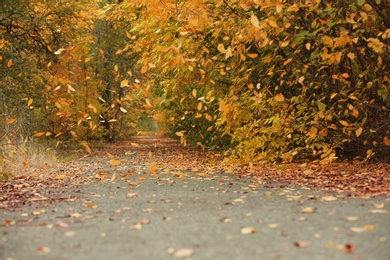 Photo of Trees and bushes with colorful leaves near rural road on autumn day