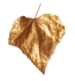 Gold painted autumn leaf isolated on white