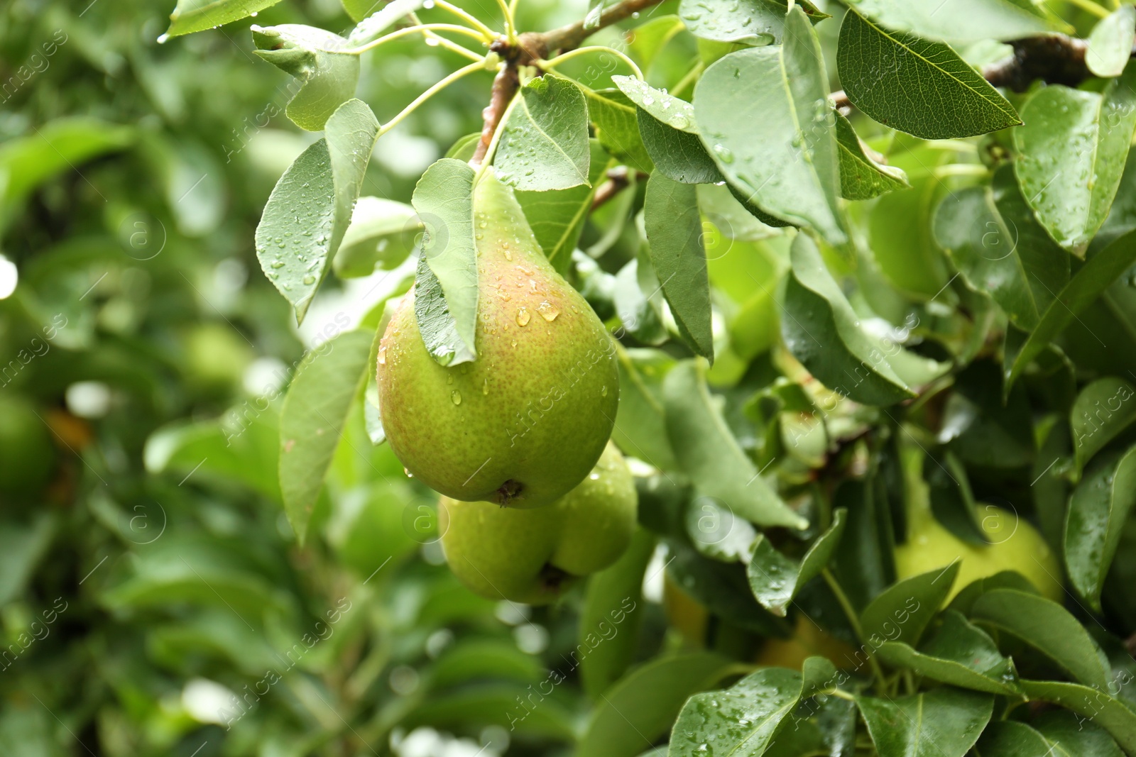 Photo of Ripe pear on tree branch in garden after rain