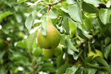 Photo of Ripe pear on tree branch in garden after rain