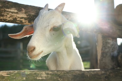 Photo of Cute goat inside of paddock at farm