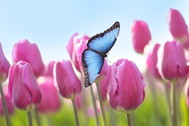 Image of Beautiful butterfly and blossoming tulips outdoors on sunny spring day