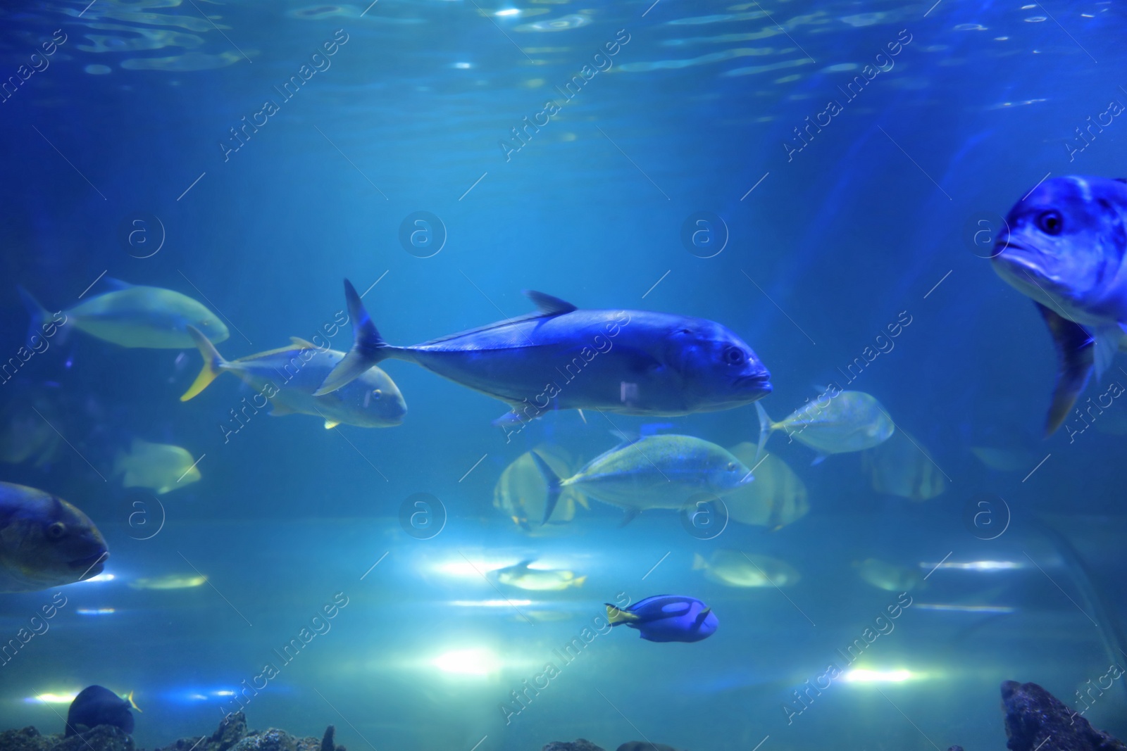 Photo of Different fishes swimming in clear aquarium water