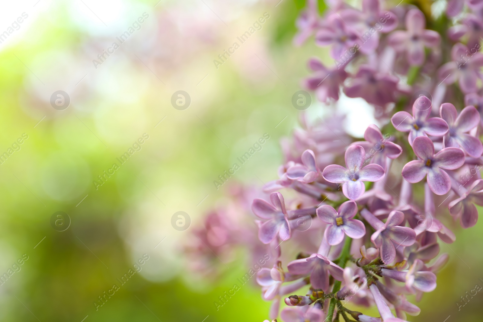 Photo of Closeup view of beautiful blossoming lilac bush outdoors