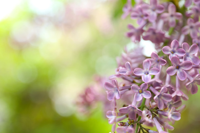 Closeup view of beautiful blossoming lilac bush outdoors