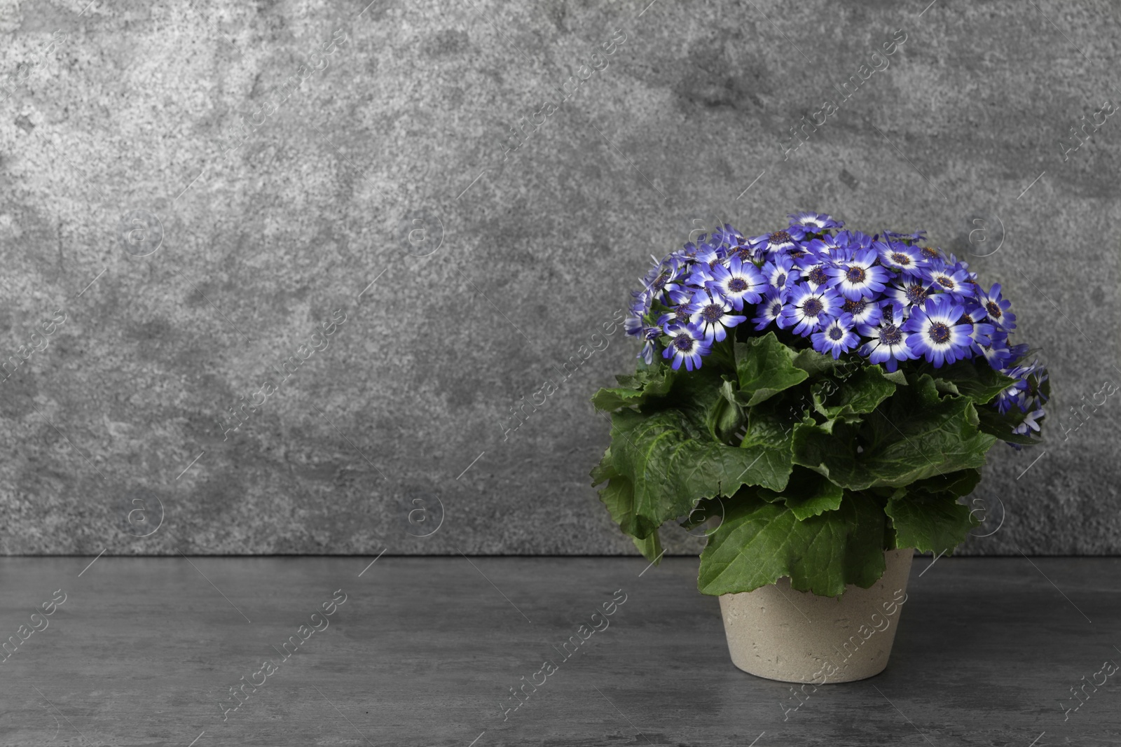 Photo of Beautiful purple cineraria plant in flower pot on grey table. Space for text