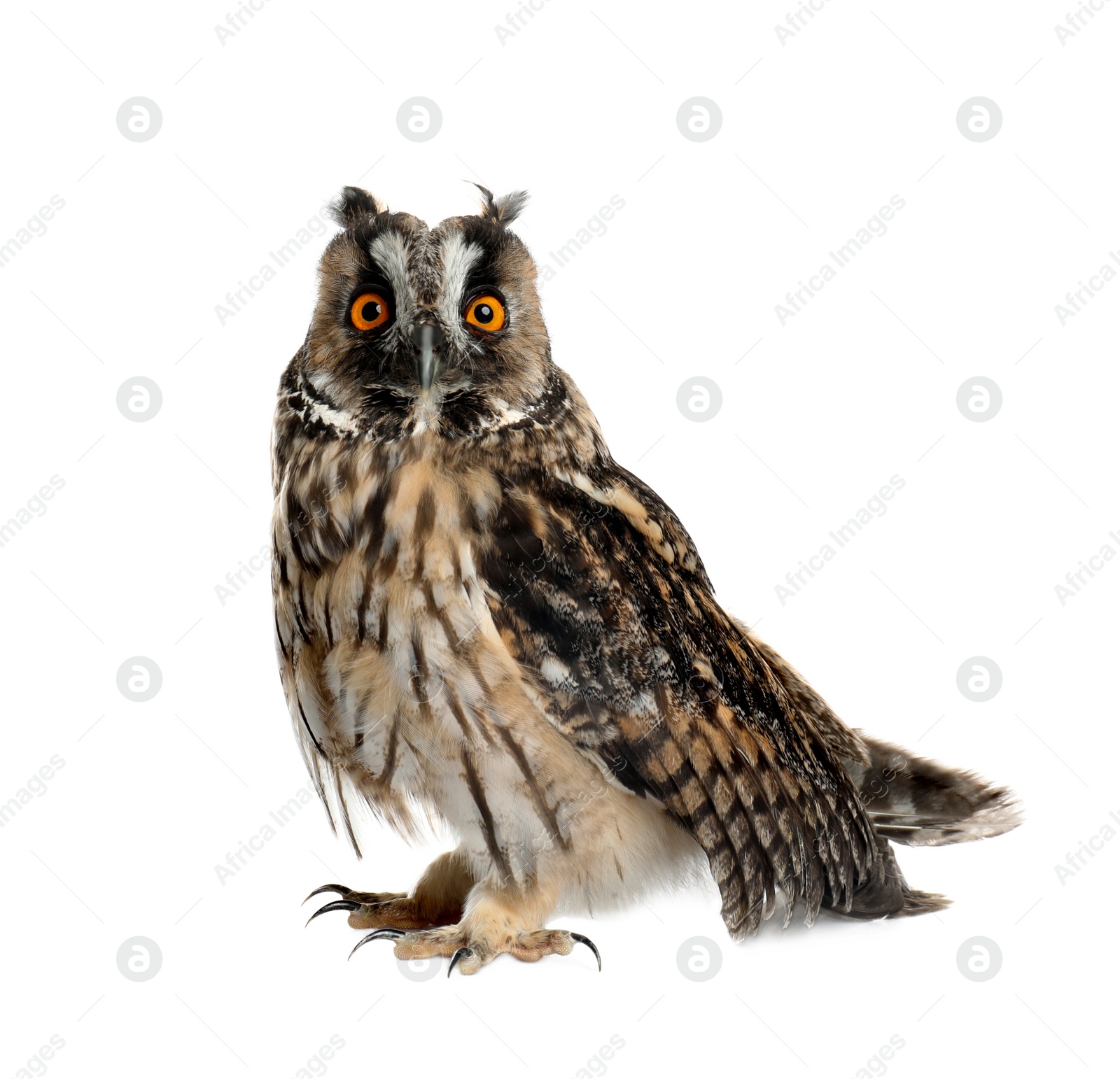 Photo of Beautiful eagle owl on white background. Predatory bird