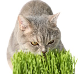 Photo of Cute cat and fresh green grass isolated on white