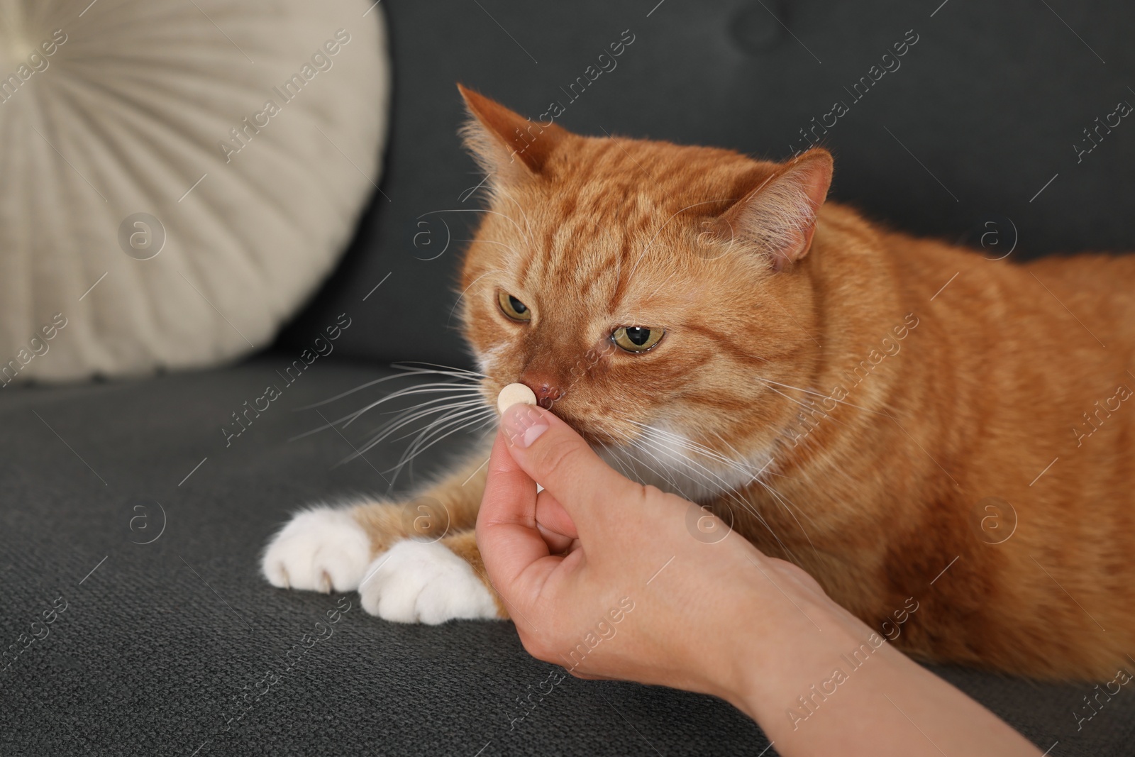 Photo of Woman giving vitamin pill to cute ginger cat on couch indoors, closeup