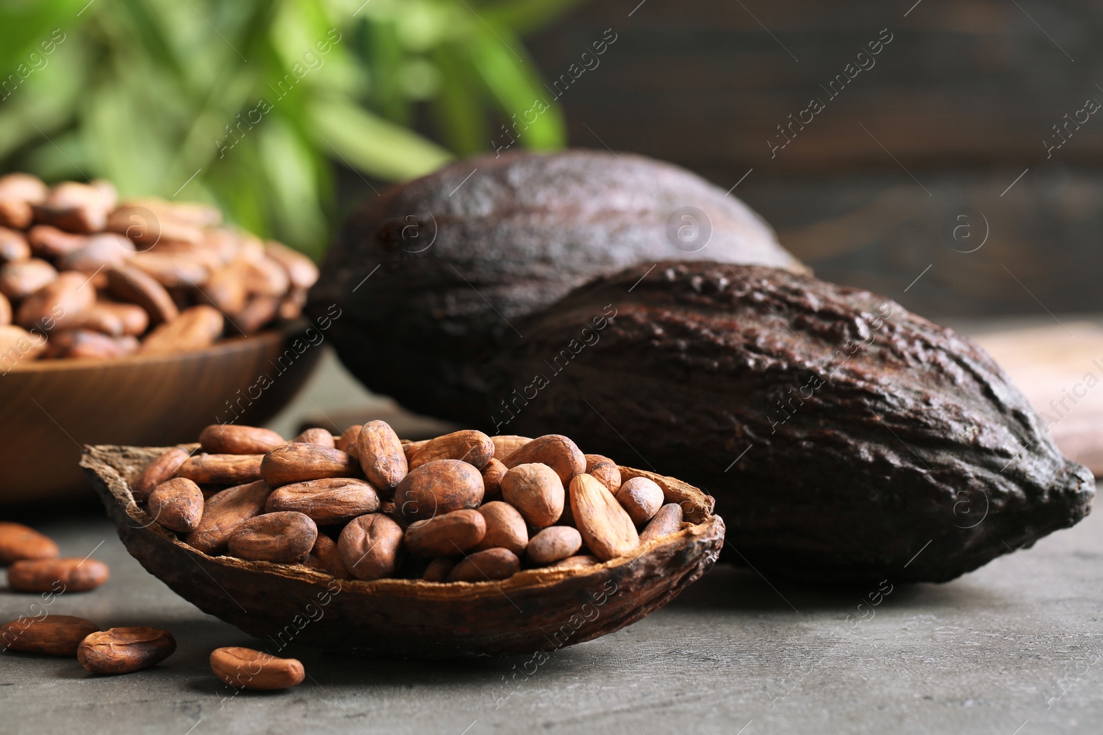 Photo of Cocoa pods and beans on grey table