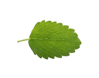 Photo of Fresh green lemon balm leaf isolated on white