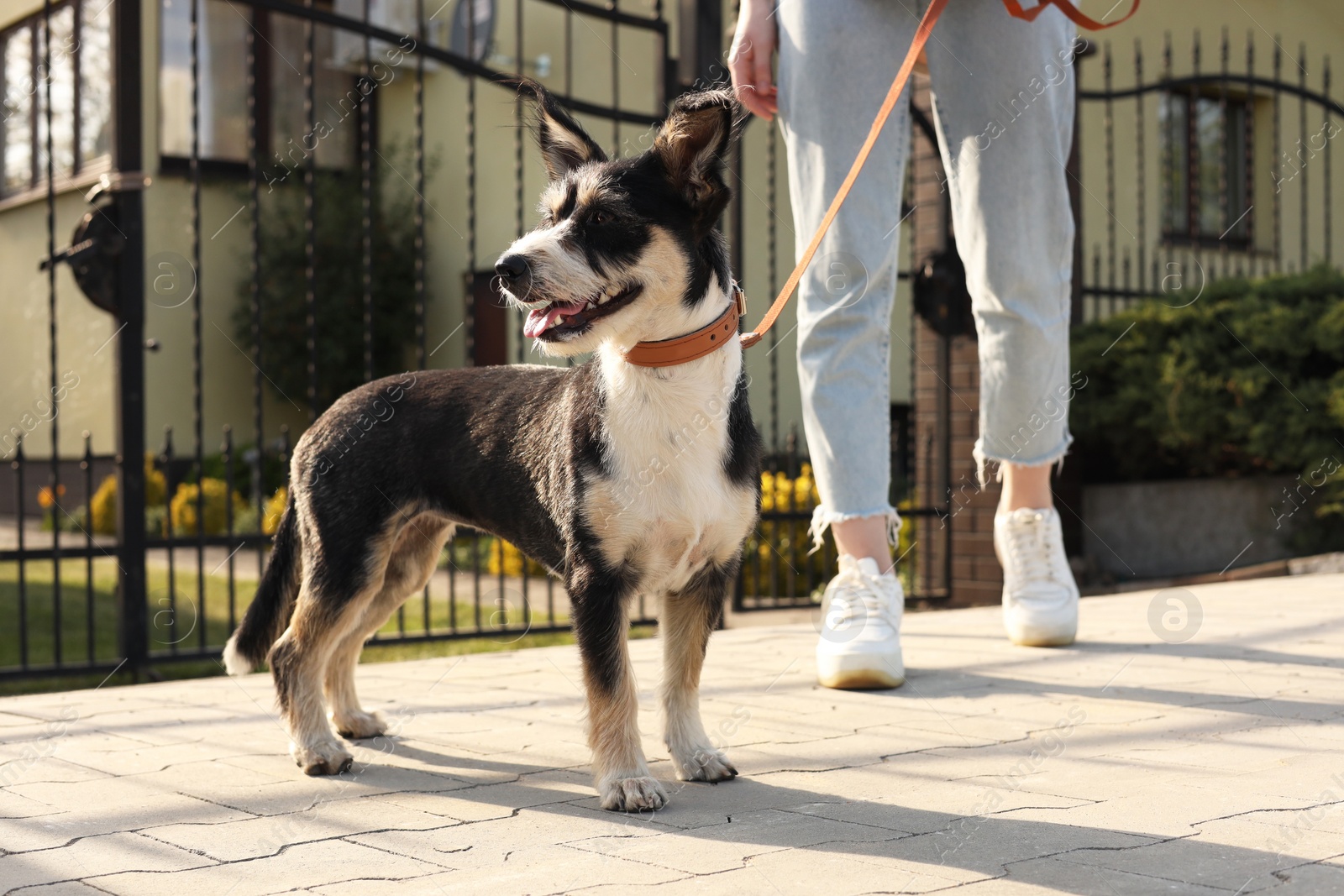 Photo of Woman walking her cute dog on city street, closeup