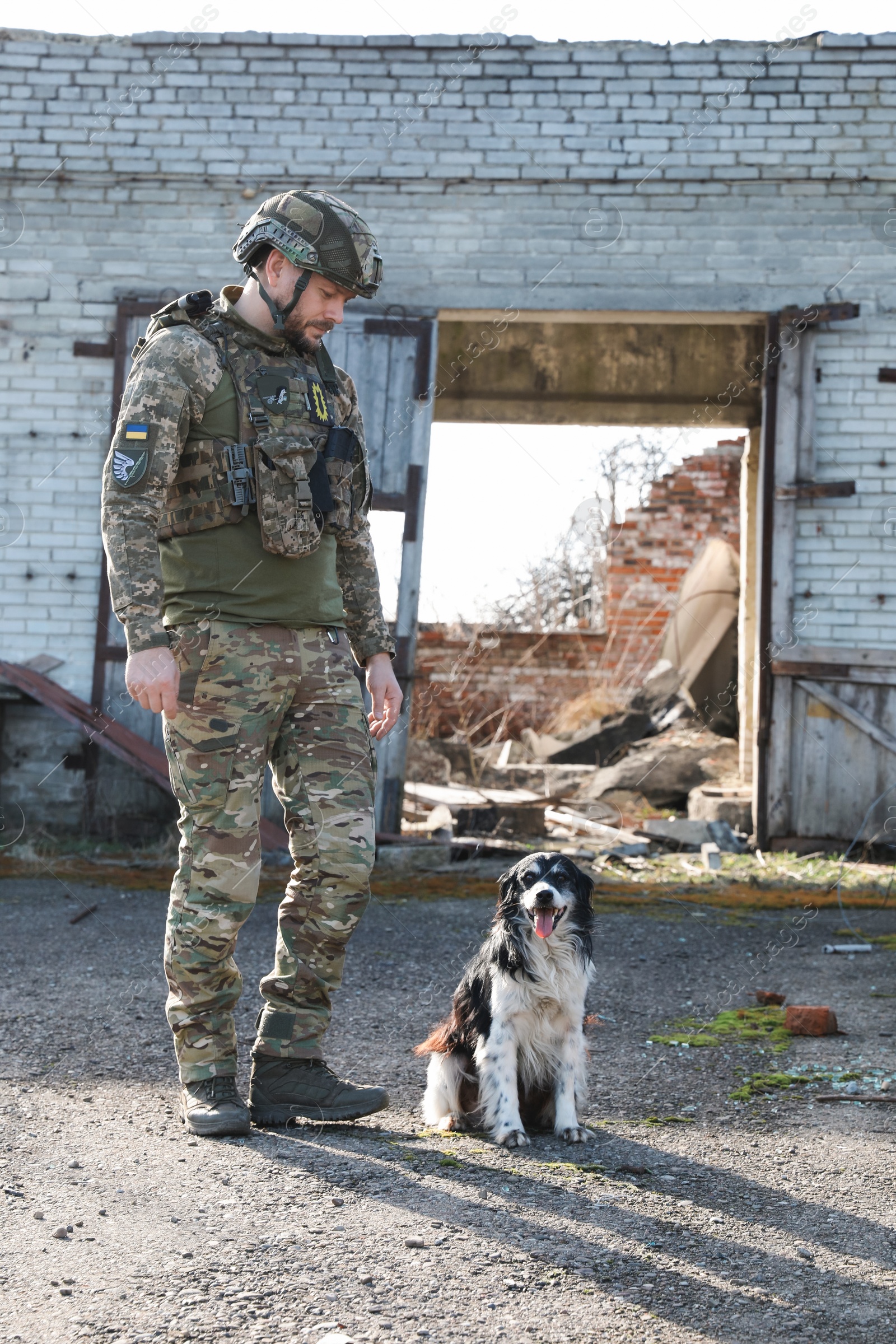 Photo of Ukrainian soldier with stray dog outdoors on sunny day