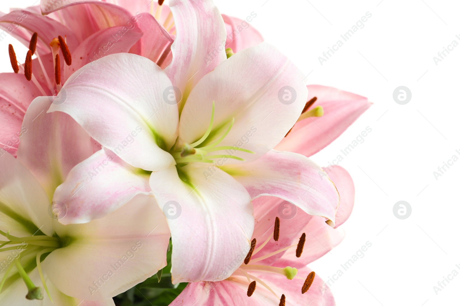 Photo of Beautiful blooming lily flowers on white background