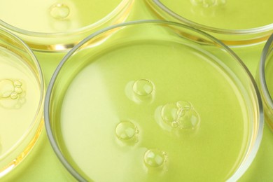 Petri dishes with liquid samples on green background, closeup