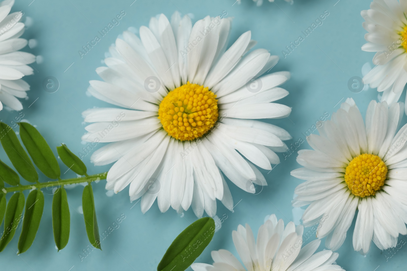 Photo of Beautiful daisy flowers floating in water, closeup