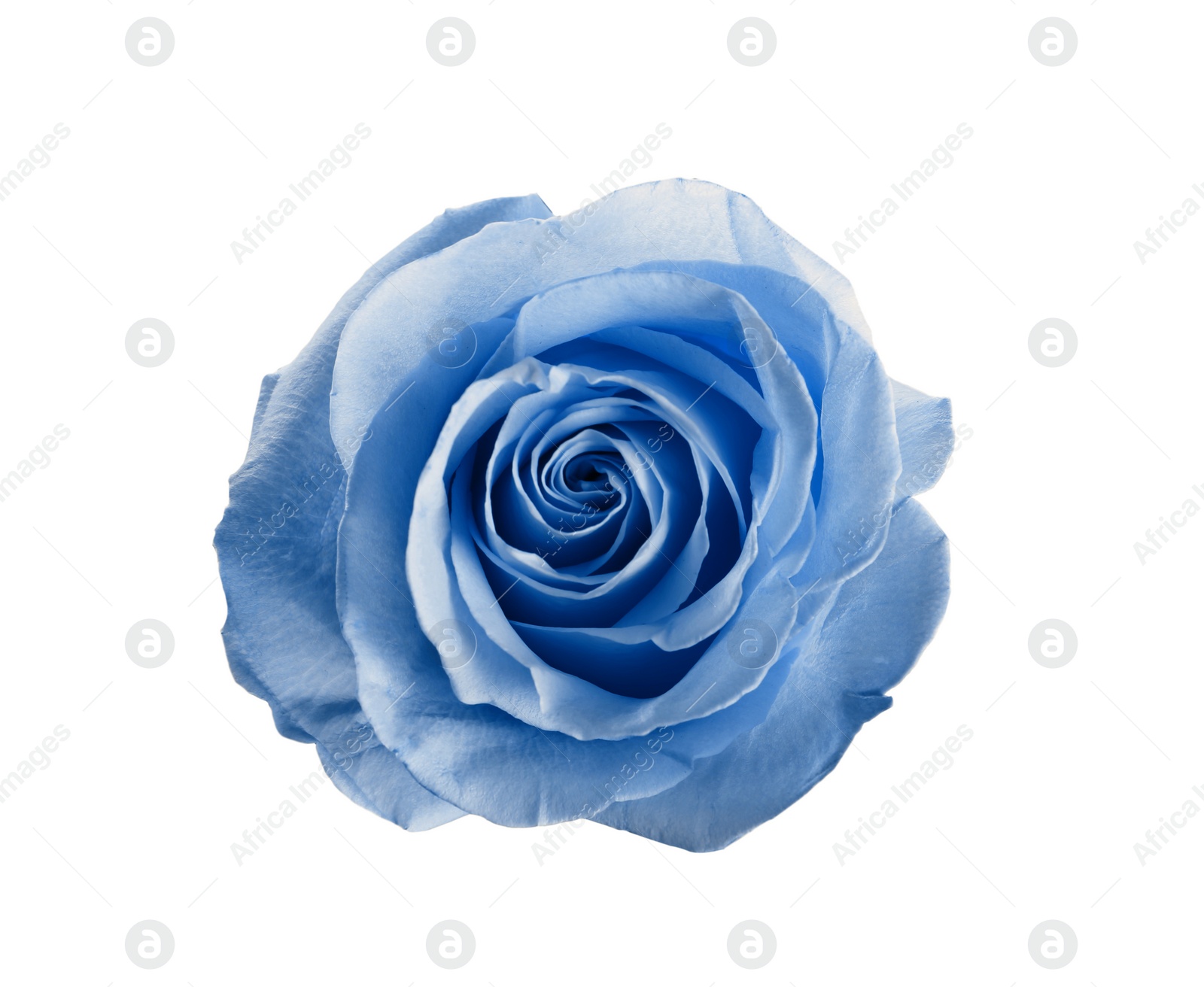 Image of Beautiful blooming light blue rose on white background