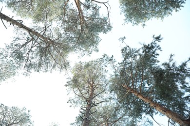 Photo of Beautiful view on sky through coniferous tree branches