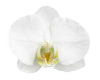 Photo of One beautiful orchid flower isolated on white