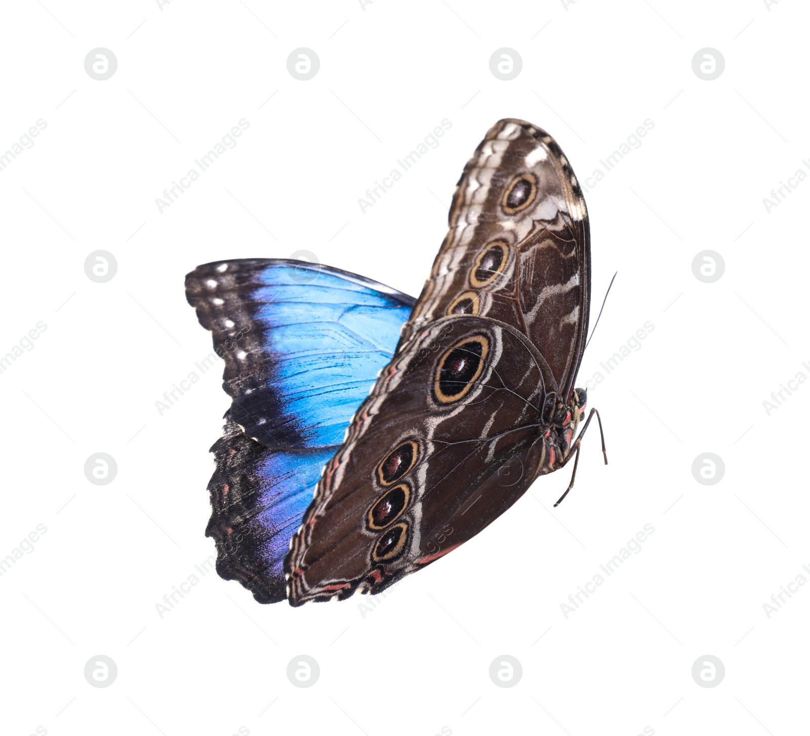 Photo of Beautiful common morpho butterfly isolated on white