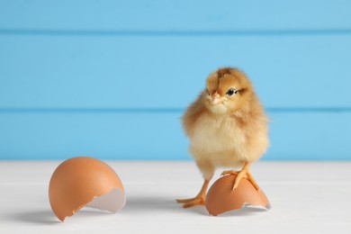 Photo of Cute chick and pieces of eggshell on white wooden table, closeup with space for text. Baby animal