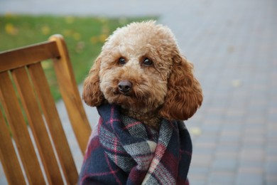 Cute fluffy dog wrapped in blanket on chair outdoors