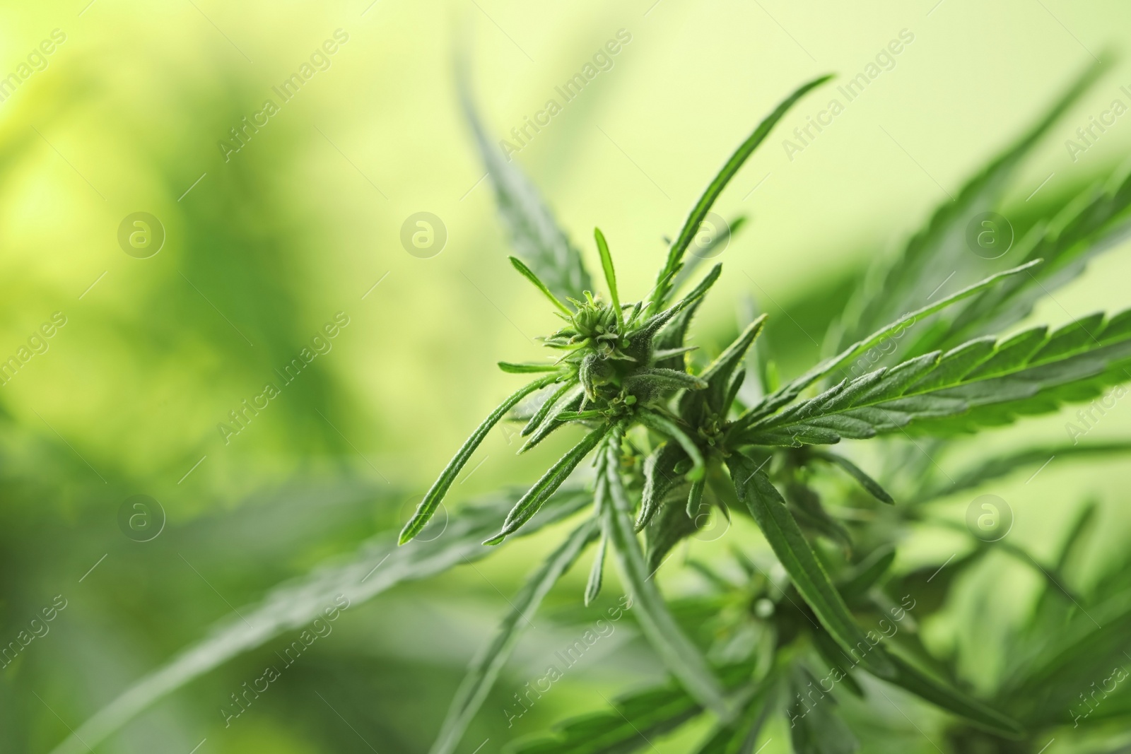 Photo of Green organic hemp on blurred background, closeup