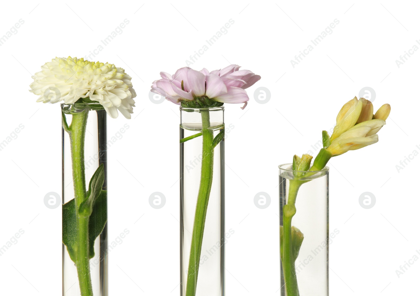 Photo of Different flowers in test tubes on white background