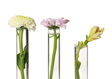 Different flowers in test tubes on white background