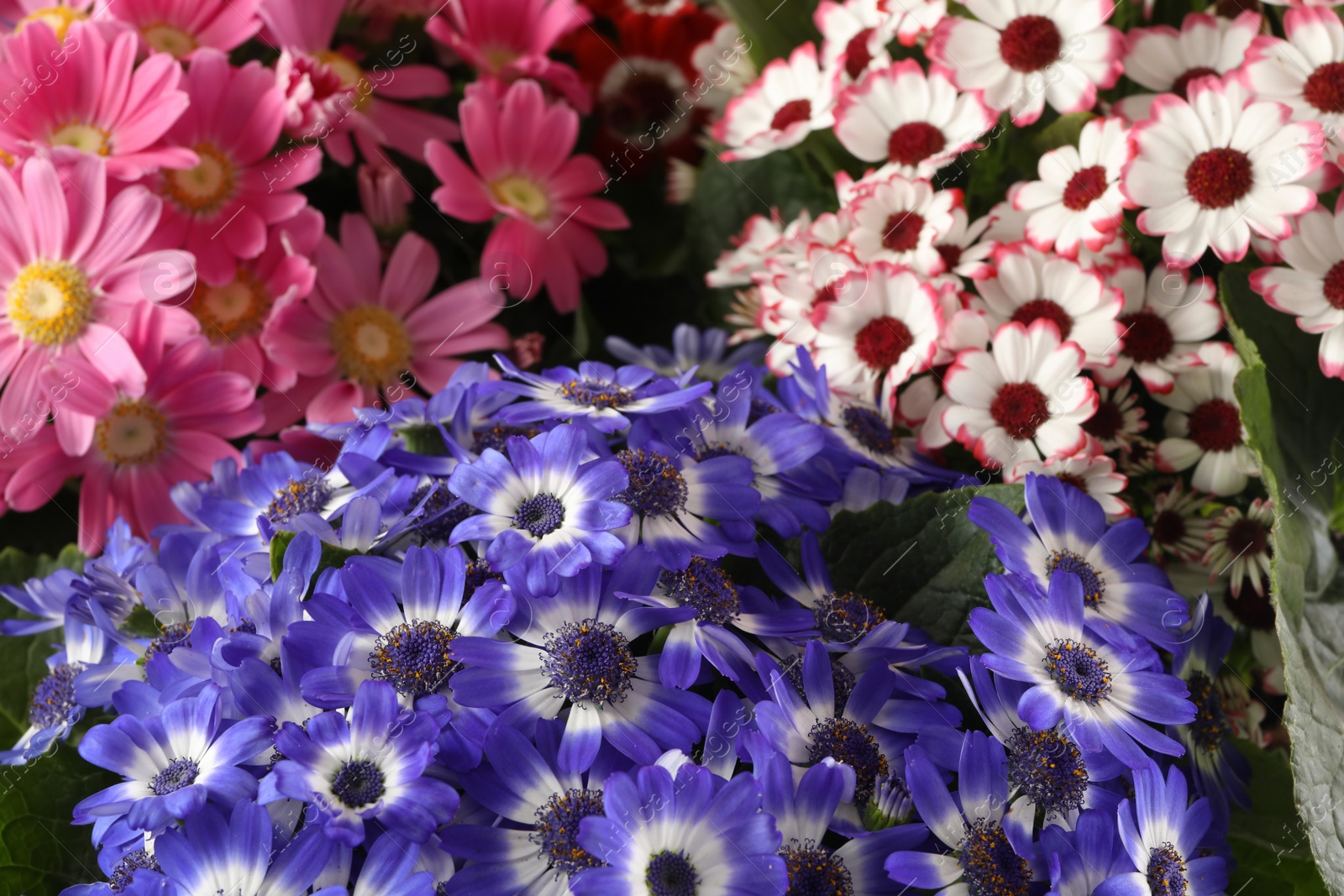 Photo of Beautiful cineraria flowers as background, closeup view