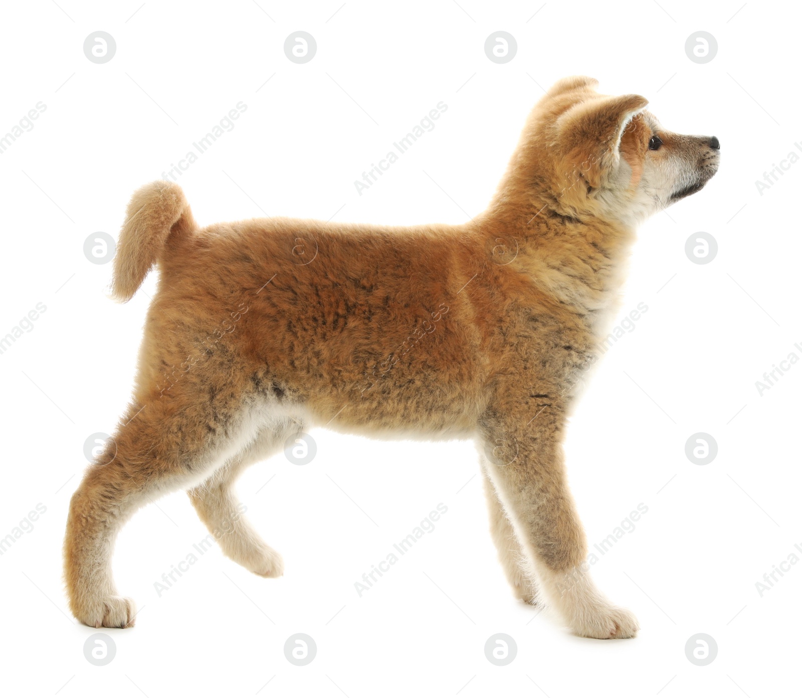 Photo of Cute akita inu puppy isolated on white