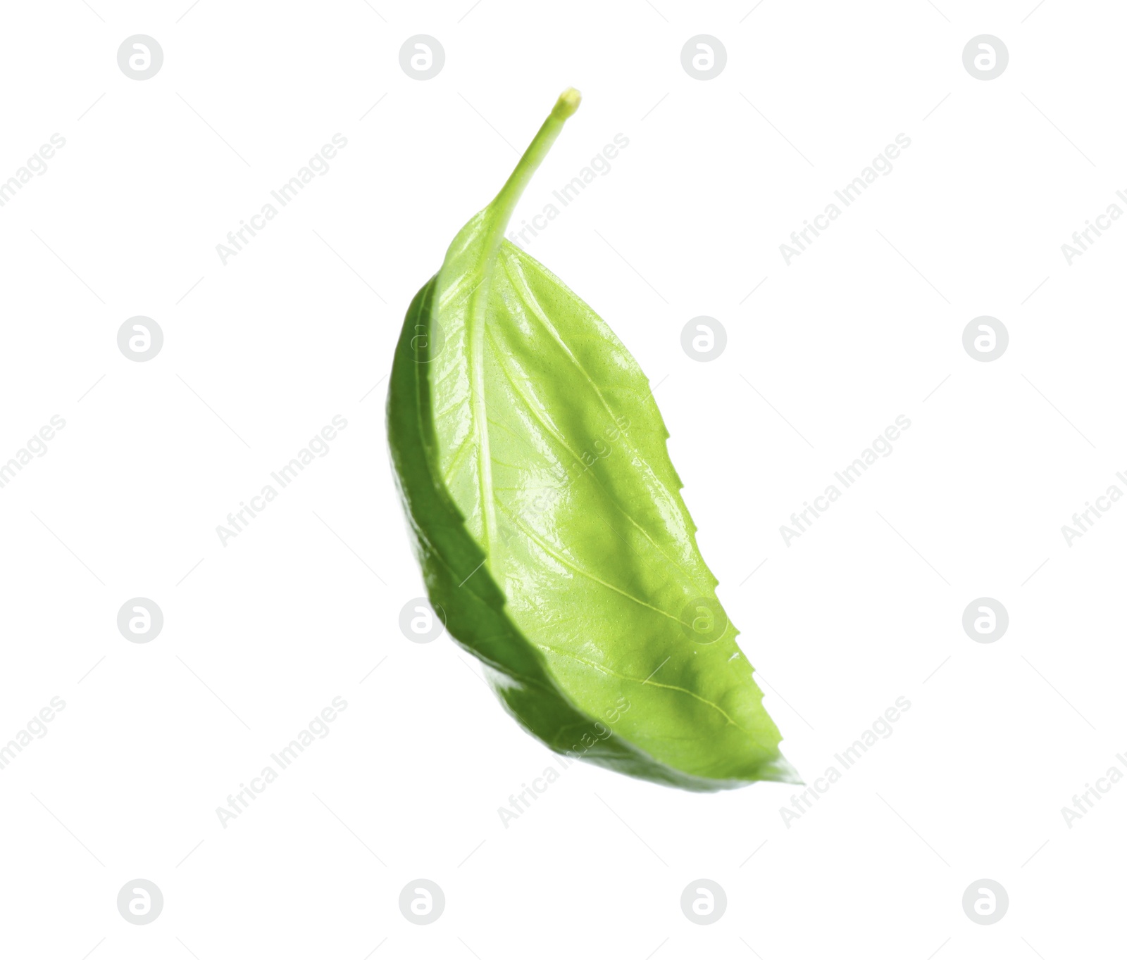 Photo of Fresh green basil leaf isolated on white